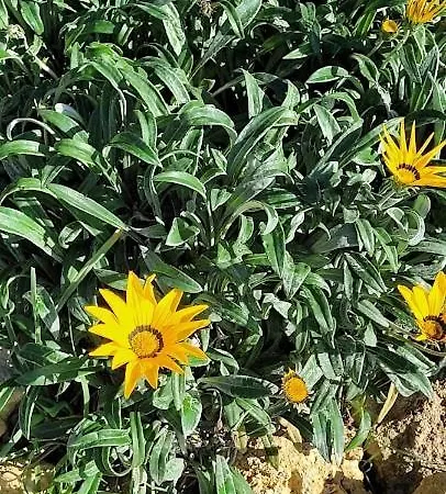 Il Poggio *