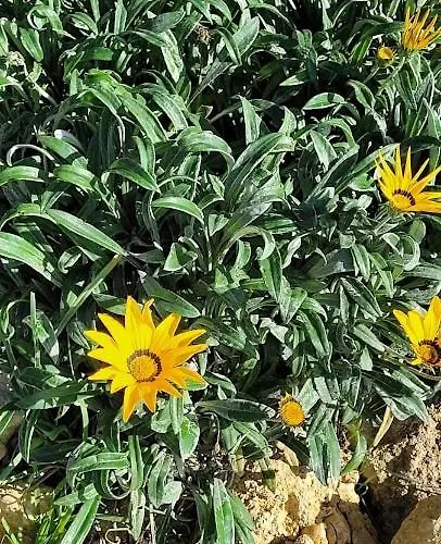 Il Poggio *
